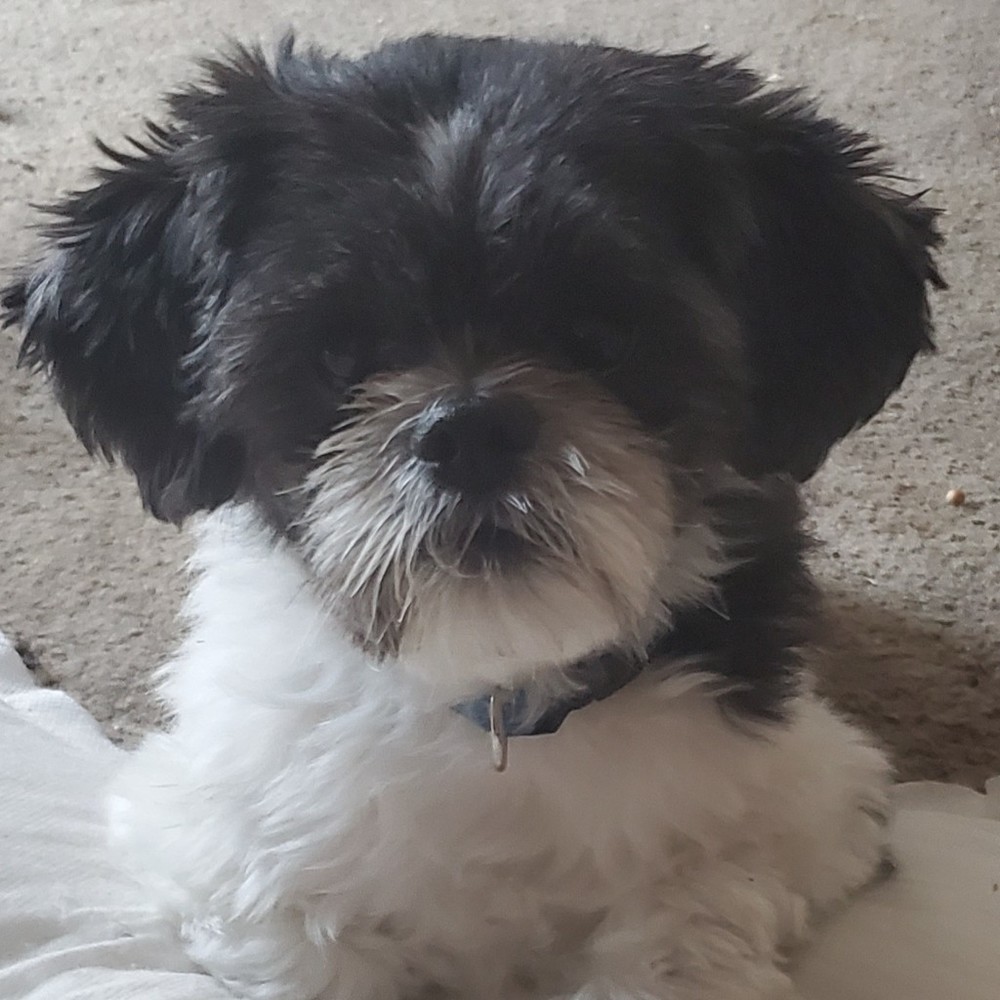 Meet your Posher, Posh